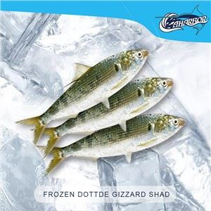 Smrznuta isprekidana Gizzard Shad
