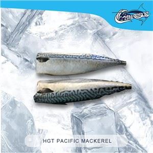 HGT pacifička skuša