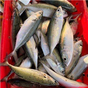 Tajland Indian Skuša