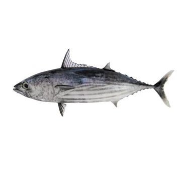 Skipjack tuna