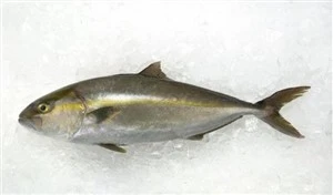 Amberjack- Crvena kaput Žuta repna riba