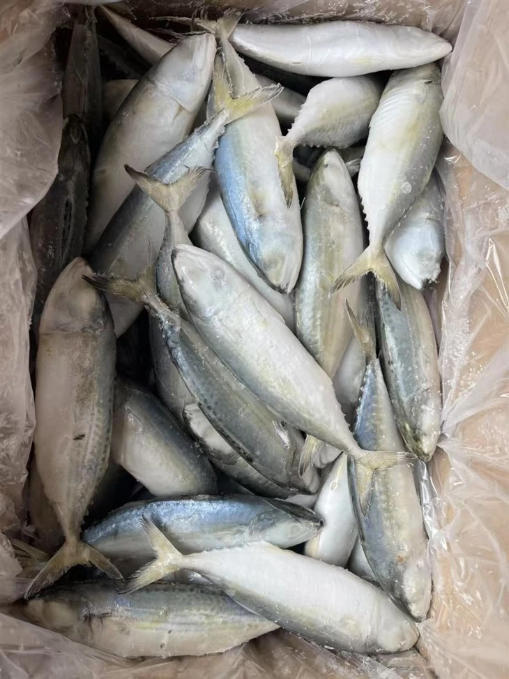 Frozen Rastrelliger Kanagurta Fish high quality