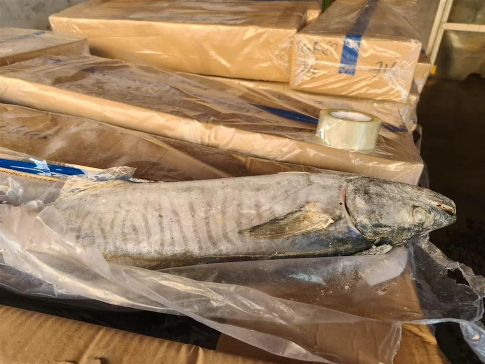 Frozen Spanish Mackerel WR