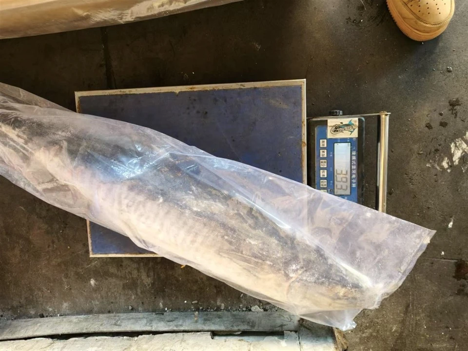Frozen Spanish Mackerel WR