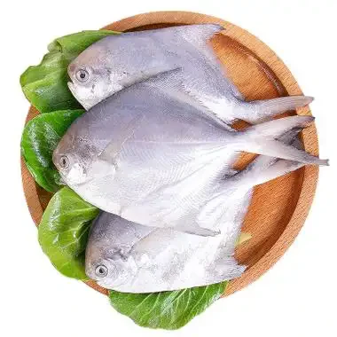 Bijeli pomfret: Dragocjeni dragulj mora